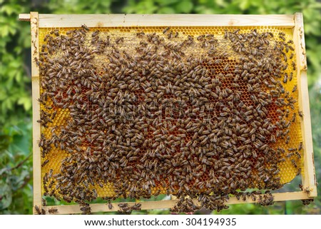 Healthy honey bee frame covered with bees and capped honey cells