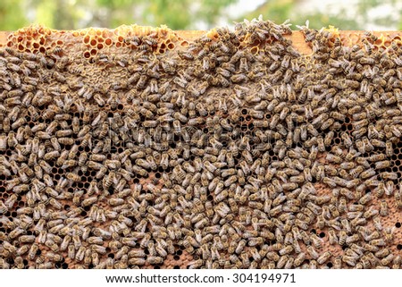 Healthy honey bee frame covered with bees, capped larvae cells and pollen