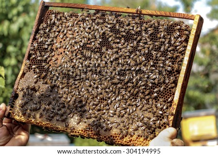 Apiarist holding a healthy honey bee frame covered with bees and capped larvae cells