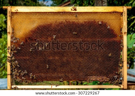 Honey bee frame from a hive with Collony Collapse Disorder covered with a few bees