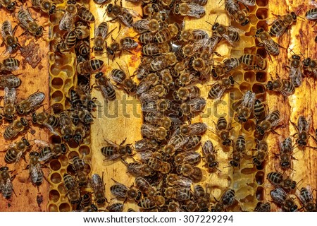 Close up of a opened hive body showing the frames populated by honey bees eating / drinking honey