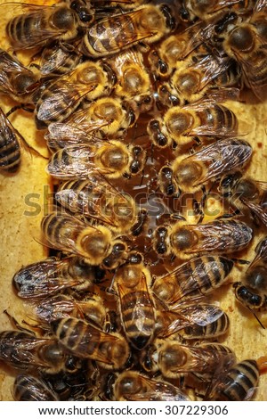 Close up of a opened hive body showing the frames populated by honey bees eating / drinking honey