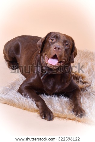 Chocolate labrador dog