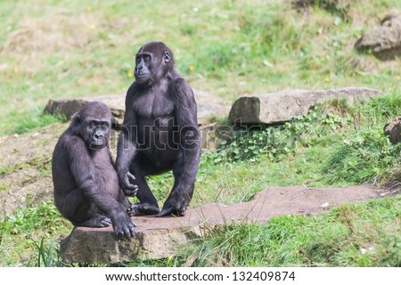 Two young gorillas,  toddlers, wait until something happened