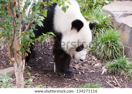 Close up of a giant panda in a rocky landscape looking for a female companion.