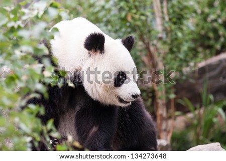 Close up of a male giant panda walks into curious between the bushes in a rocky landscape