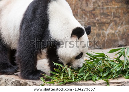 A giant panda eat bamboo leaves