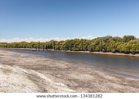 A bend in the Murray River with a forest of Red Gum trees in the background and in the foreground a riverside shore bank against a strong blue sky