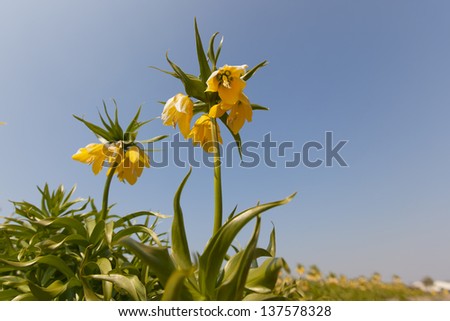 Tree flowers of a yellow Imperial Crown or Kaiser\'s crown , fritillaria imperialis, in full bloom against a light blue sky with clouds veil at left side of picture