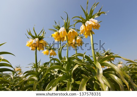 A yellow Imperial Crown or Kaiser\'s crown , fritillaria imperialis, in full bloom against a light blue sky with clouds veil