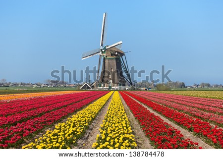 A composition of a typical Dutch landscape  of a field blooming tulips with  in the Center a windmill in the background against a bright blue sky