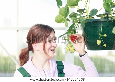 A beautiful young woman shows a ripe Strawberry  delights to the plant hanging in a hanging basket in a greenhouse