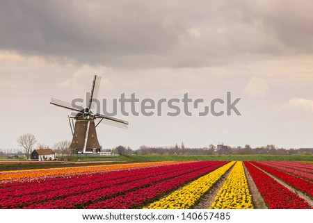 A Dutch landscape of a field yellow, red and orange tulips with a windmill in the background against Dutch cloudy sky