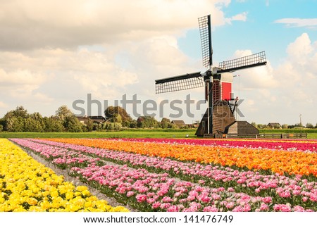 A typical Dutch composition of a mill with red orange pink and yellow flowering Tulip fields in the foreground against a Dutch cloudy sky A typical Dutch composition of a mill with red orange pink and yellow flowering Tulip fields in the foreground against a Dutch cloudy sky