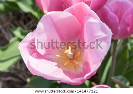 Close up of the inside a Pink Tulip with stamens and pistil