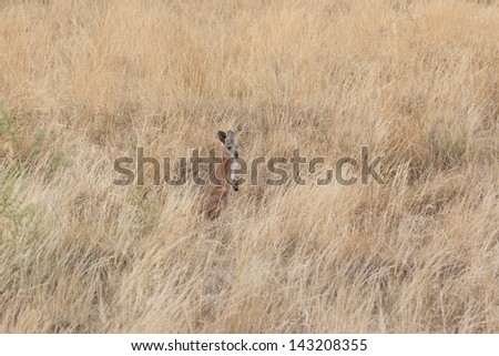 A kangaroo stands still  between the long dried out grass in the Australian Outback near Quorn at the Dutchmans Stern Conservation Park in South Australia