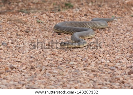 Close up of a King Brown Snake in the South of Australia on a rocky red-brown surface
