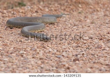 Close up of the highly toxic Australian King Brown Snake on a rocky red-brown surface