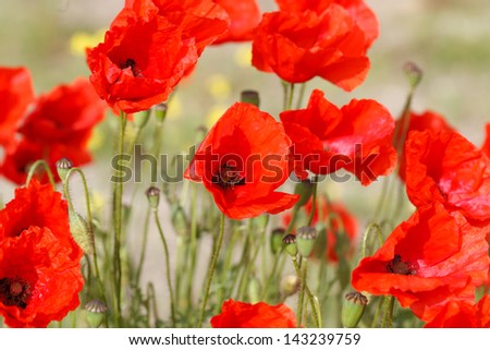 Closeup of a group of red poppies with flower stems and flower buds