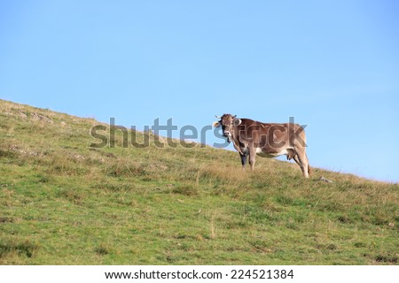 A lonely cow with a bell stays on a green grassy mountain slope high in the Spanish Pyrenees