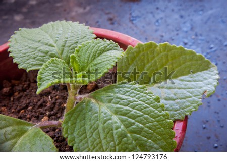 Oregano plant in a small planting pot