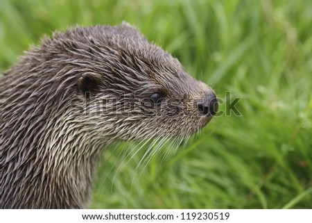 A photo of an otter\'s head taken while in captivity