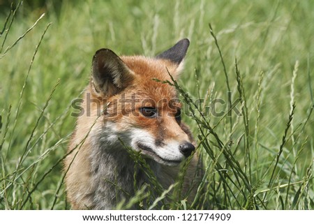 Young fox cub enjoying the sunshine on it\'s face