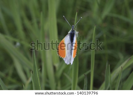 Orange Tip butterfly Ã¢Â?Â? Anthocharis cardamines britannica. It is one of the first species to emerge in spring that has not overwintered as an adult, and found throughout England, Wales and Ireland.