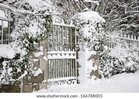 A gate, fence and ivy covered in snow