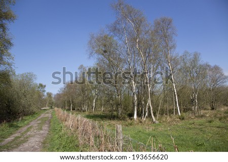 A view of trees and hedging at the Somerset wetlands wildlife reserve on the Somerset Levels in the county of Somerset,UK