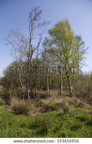 A view of trees and hedging at the Somerset wetlands wildlife reserve on the Somerset Levels in the county of Somerset,UK