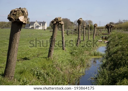 Pollarded willow trees along a rhyne on the Levels