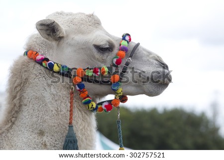 A close up of a camels head wearing a brightly colored bridle looking to the right