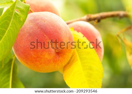 Plum  peach tree with fruits growing in the garden