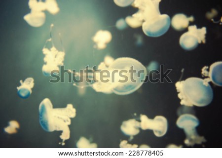 abstract water fish blurred background