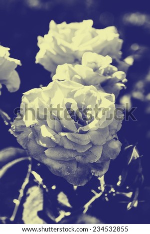 Rose vintage nature flower