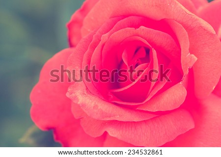 Rose vintage nature flower
