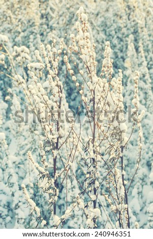 Winter flower snow frost ice field
