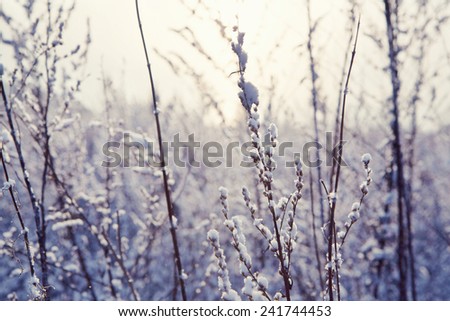 Winter flower snow frost ice field
