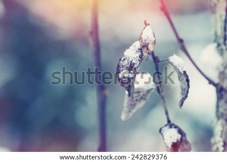 Winter flower snow frost ice tree leaf