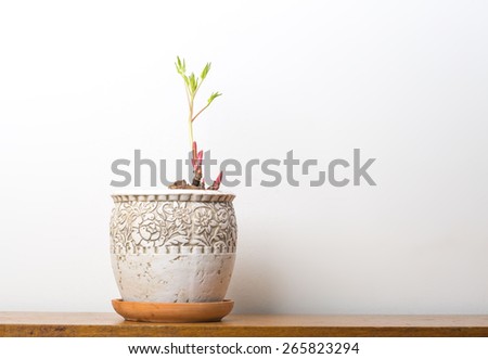 Sprout plant in home pot