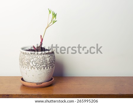 Sprout plant in home pot