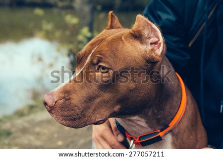 Cute beautiful dog pit bull