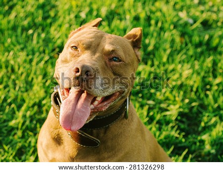 Cute dog pit bull portrait summer grass