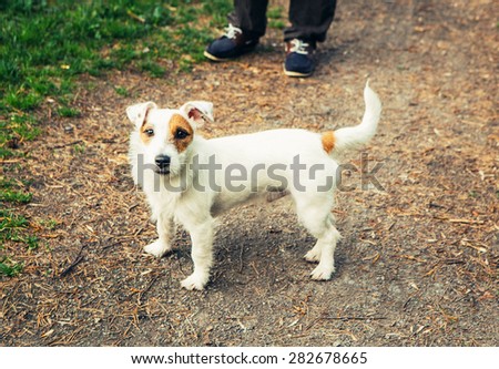 Cute dog funny Jack-Russell-terrier nature walking
