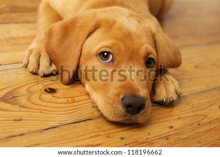 Adorable Labrador Puppy Lying on Wood Floor Looking at Camera