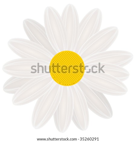 Daisies+flowers