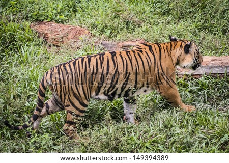 Borneo Tiger-a tiger is walking in search of food