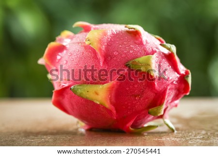 Dragon Fruit in natural light with blurred background effect of trees in the garden. image suitable for restaurants, supermarkets, wholesalers, resellers Dragon Fruit products or health products