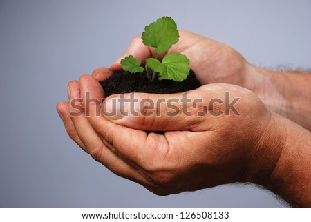 a male hand holds earth with a little plant in it in his hands